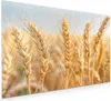 Küchenrückwand Spritzschutz Glas mit Motiv Weizenfeld 40 x Produktbild-Vorschau 1