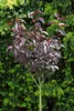 Prunus serrulata 'Royal Burgundy', Zierkirsche, dunkelrosa, Produktbild-Vorschau 8