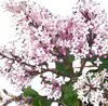Lillà nano Lillà profumato Syringa meyeri - Palibin - viola Anteprima dell’immagine prodotto 1