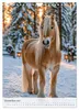 Stolze Haflinger Pferde (Wandkalender 2027 DIN A4 hoch), Produktbild-Vorschau 10