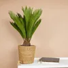 A potted Cycas Revoluta plant on a white shelf with two books. Produktbild-Vorschau