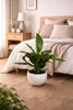 Spathiphyllum Chico 70 cm w ceramicznej doniczce – lilia Podgląd zdjęcia produktu 2