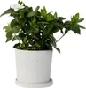 Gardenia jaśminowata - Gardenia jasminoides - Wysokość Podgląd zdjęcia produktu 7