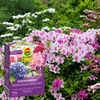 Rhododendrondünger 850G Gesunde und üppige Blüte Produktbild-Vorschau 8