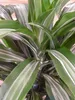 [Palmenlager] - XL Dracaena de. Warneckei 150 cm - 3er Tuff Produktbild-Vorschau 4