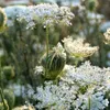 6 x Wilde Möhre - Daucus carota  | Topf 9cm x 9cm Produktbild-Vorschau 1