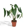 Alocasia Zebrina Ø19Cm - ↕75Cm Produktbild-Vorschau 5