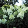 Hydrangea Paniculata 'Silver Dollar' 30-50 cm Produktbild-Vorschau 1
