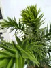 Araucaria araucana Andentanne Affenschwanzbaum 40–50 cm im Produktbild-Vorschau 3