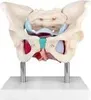 Anatomie Model Modell Weiblich Skelett Becken Beckenboden Produktbild-Vorschau 1