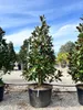 Sunny Tree - Magnolia Grandiflora „Gallisoniensis” - 240 cm Podgląd zdjęcia produktu 7