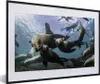 MuchoWow® MuchoWow® Gerahmtes Poster Seelöwe - Wasser - Produktbild-Vorschau 1