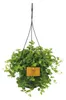 Peperomia Rotundifolia - 25cm - Ø15cm - Plante d'intérieur Voir les images du produit 1