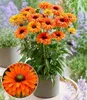 BALDUR Garten 2x Echinacea 'SunSeekers® Mineola', Knollen Produktbild-Vorschau 1