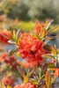 Rhododendron luteum 'Fireball', gelb-orange, 40–50 cm Produktbild-Vorschau 5