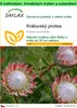 SAFLAX Garden to go - královský protea - Protea cynaroides Náhled obrázku produktu 1