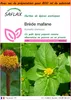 SAFLAX Garden in the bag - Brède mafane - 500 graines - Voir les images du produit 1