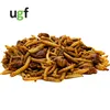UGF Insektenmischung 500g (3L) Igelfutter, Rennmausfutter, Produktbild-Vorschau 3