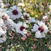 Sada 4 rastlín Manuka – Leptospermum scoparium „Snow Náhľad obrázku produktu 1