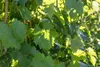 Close-up of green grape leaves with sunlight filtering through. Produktbild-Vorschau