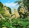 Rodgersia aesculifolia, Schaublatt, ca. 11x11 cm Topf Produktbild-Vorschau 14