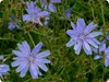SAFLAX - Wegwarte - Cichorium intybus - 250 Samen - Mit Produktbild-Vorschau 4