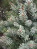 Picea omorika Zuckerhut - Serbische Fichte Zuckerhut - Produktbild-Vorschau 3