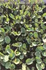 Enseleits Blumenkohl Pflanzen, Jungpflanzen, Blumenkohl im Produktbild-Vorschau 1