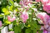 Bodendeckerrose The Fairy C 15- 20 Produktbild-Vorschau 4