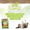 Hokkaidokürbis Uchiki Kuri |  Kürbissamen von FLORTUS Produktbild-Vorschau 3