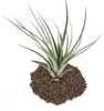 Tillandsia fasciculata - vo?ne rastúca rastlina - ve?ká Náhľad obrázku produktu 2