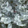 Eukalyptus Eucalyptus gunnii Azura  – 19 cm – výška cca 90 Náhľad obrázku produktu 4