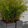 Bloomique - Zestaw 6 szt. - Fargesia Rufa - Bambus - Podgląd zdjęcia produktu 4