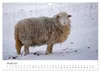 Schöne Schafe (Wandkalender 2027 DIN A4 quer), CALVENDO Produktbild-Vorschau 4