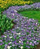 Anemone blanda 'Blue Shades', Balkan-Windröschen, blau, ca. Produktbild-Vorschau 11