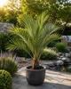 Jubaea chilensis Honigpalme ca. 60 cm | Chilenische Produktbild-Vorschau 1