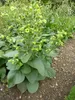 Bauern-Tabak (Nicotiana rustica)  - 100 Samen Produktbild-Vorschau 3