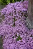 A close-up view of a patch of purple thyme flowers growing next to a tree trunk. Produktbild-Vorschau