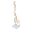 Model kręgosłupa, elastyczny anatomiczny model kręgosłupa z Podgląd zdjęcia produktu 4