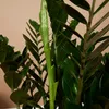Bloomique - Zamioculcas Zamiifolia - Palma doniczkowa - Podgląd zdjęcia produktu 3