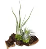 Tillandsias sur racine de Mopani - l - 2 plantes Voir les images du produit 3