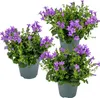 Bloomique - Lot de 3 - Campanula Ambella Intense Purple - Voir les images du produit 1