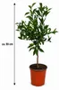 Yuzu-citroen als kleine plant, ongeveer 50 cm hoog – Citrus Productafbeelding-voorbeeld 5