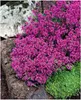 Stauden Gänge 3 x Thymus praecox 'Red Carpet‘ - Roter Produktbild-Vorschau 1