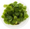 Eco Plant - Limnobium laevigatum - rostlina invitro malý Náhled obrázku produktu 1