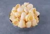 Antico Pastifico Umbro Conchiglioni 6x 500g Italienische Produktbild-Vorschau 5