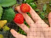 A hand holding strawberries in front of a net, with strawberry plants in the background. Produktbild-Vorschau