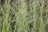Panicum virgatum 'Northwind', Rutenhirse, aufrecht, 3-5 Produktbild-Vorschau 13