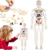 Modèle éducatif corps humain 3D, anatomie avec squelette et Voir les images du produit 1