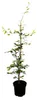 Fagus sylvatica, Rotbuche, 60–80 cm Produktbild-Vorschau 1
